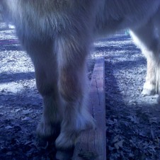 Cutest pony feet straddling a pole
